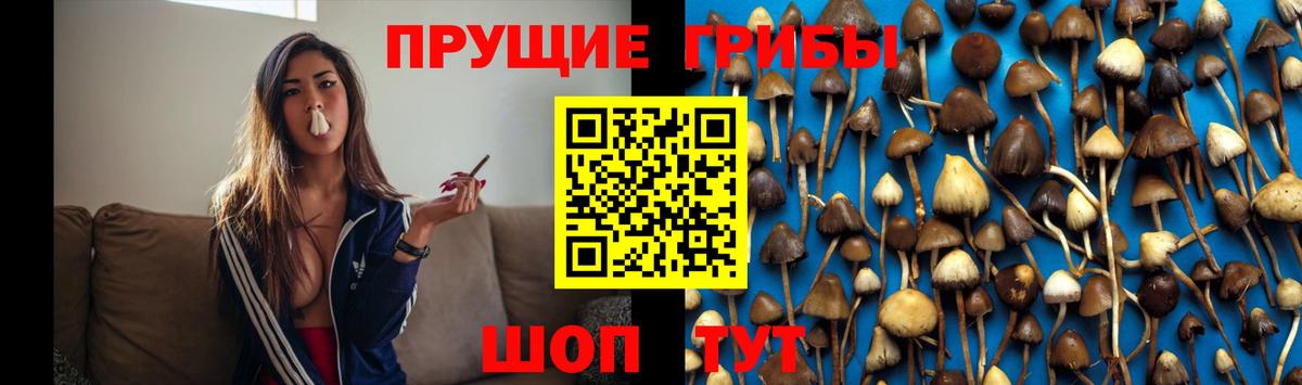 Псилоцибиновые грибы Psilocybine cubensis Татарск